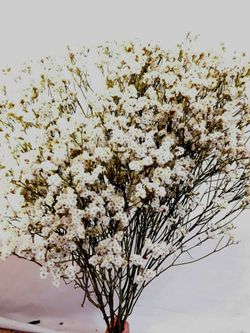 Limonium Statice Confeti seca