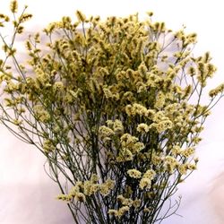 Limonium Statice Confeti seca