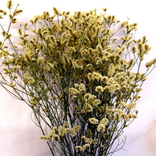 Limonium Statice Confeti seca