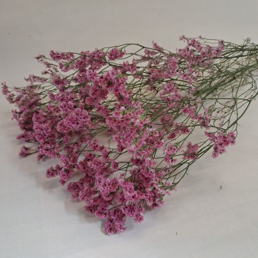 Limonium Statice Confeti seca