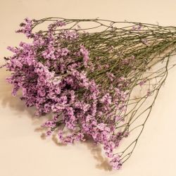 Limonium Statice Confeti seca