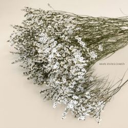 Limonium Statice Confeti seca