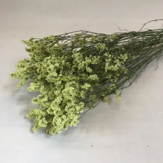 Limonium Statice Confeti seca