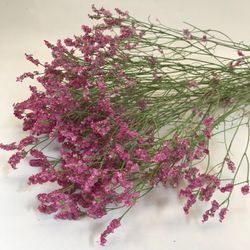 Limonium Statice Confeti seca