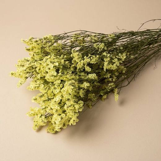 Limonium Statice Confeti seca