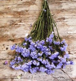 Statice Seca