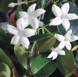Stephanotis en maceta de Mimbre