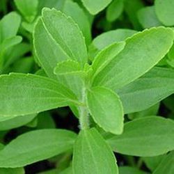 Stevia Bio