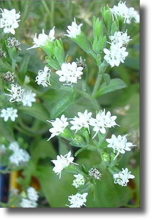 Stevia Bio