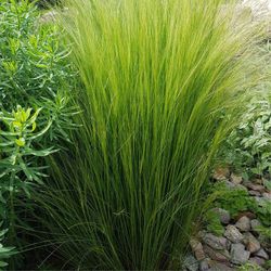 Stipa tenuissima Caixa 6 unitats.