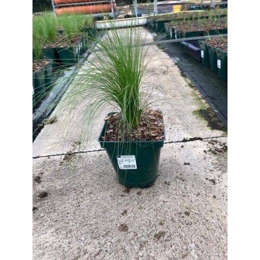 Stipa tenuissima Caixa 6 unitats.