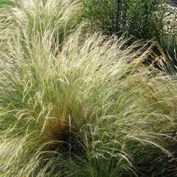 Stipa tenuissima Caixa 6 unitats.