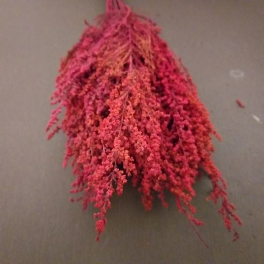 Stoebe Red