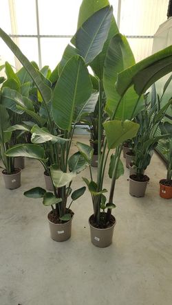 Strelitzia Augusta