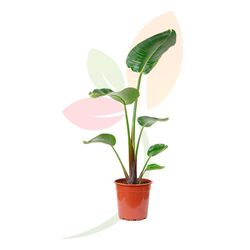 Strelitzia Augusta