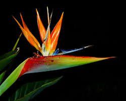 Strelitzia Reginae