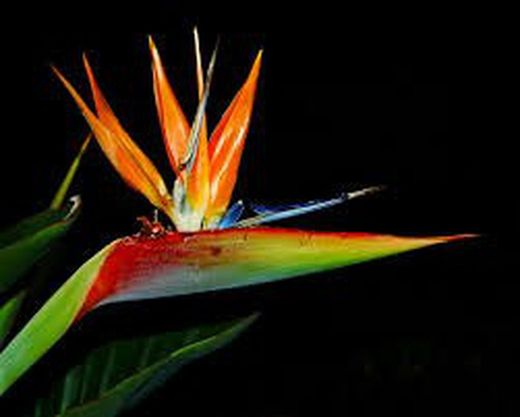 Strelitzia Reginae
