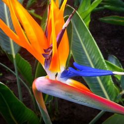 Strelitzia Reginae