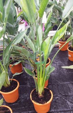 Strelitzia Reginae