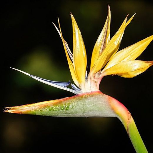 Strelitzia Reginae Mandela´S Gold