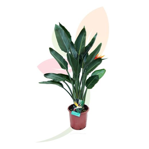 STRELITZIA REGINAE MANDELA´S GOLD