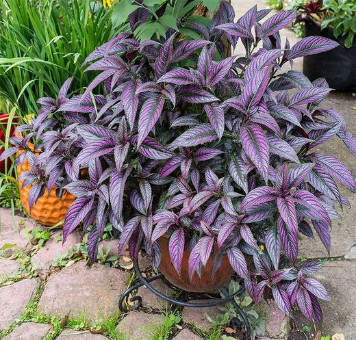 Strobilanthes