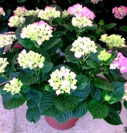 Super Hortensia