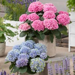 Super Hortensia