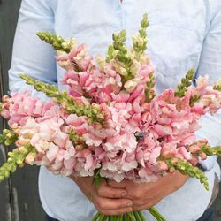 Suscripcion Flor Quincenal 24,50 € cada 15 días