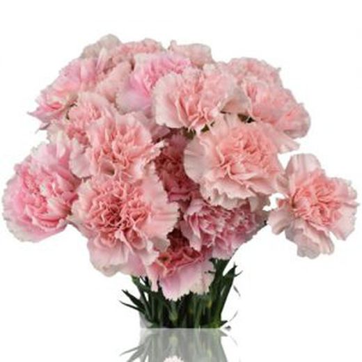 Suscripcion Flor Quincenal 24,50 € cada 15 días