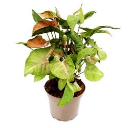 Syngonium Neon Red Heart