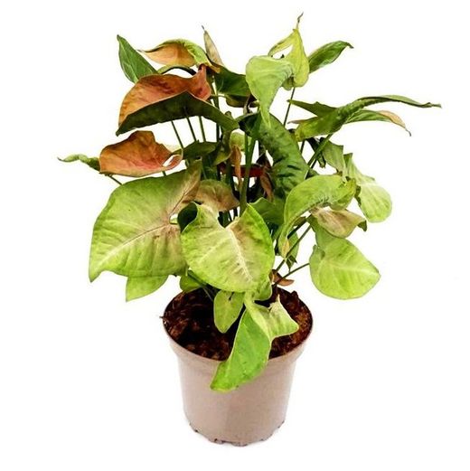 Syngonium Neon Red Heart