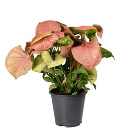 Syngonium Neon Red Heart