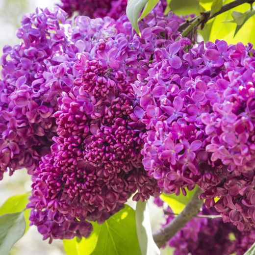 Syringa Vulgaris