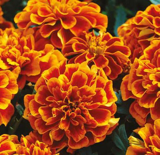Tagetes Clavel Moro Caja 15 uds.