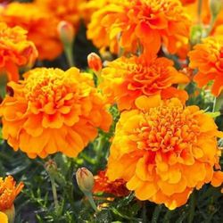 Tagetes Clavel Moro Caja 15 uds.