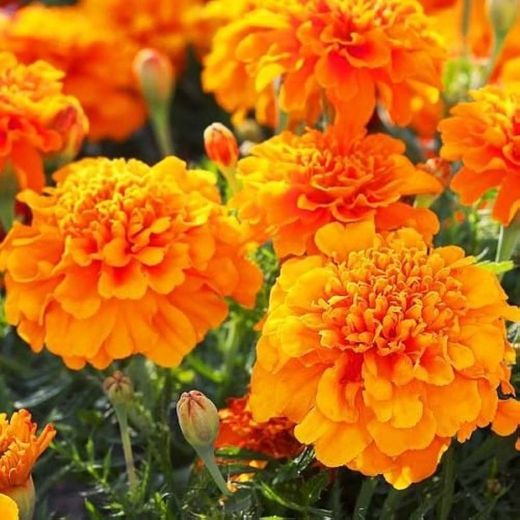 Tagetes Clavel Moro Caja 15 uds.