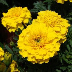Tagetes Clavel Moro Caja 15 uds.