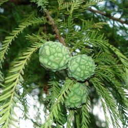 Taxodium distichum