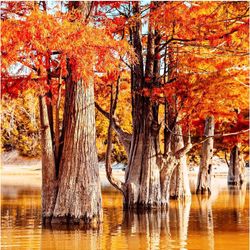 Taxodium distichum