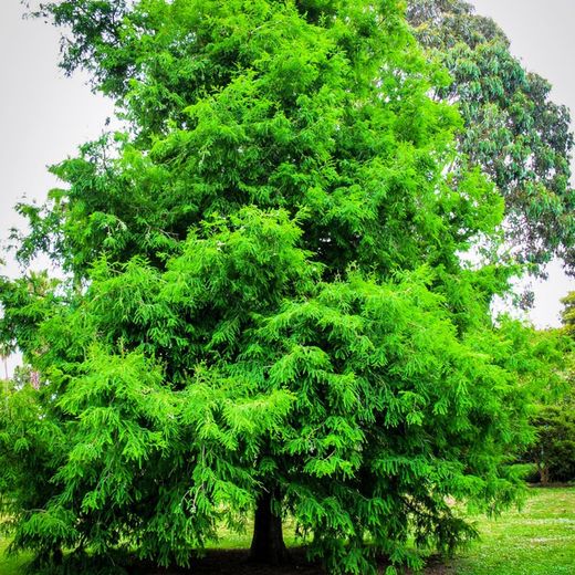 Taxodium distichum