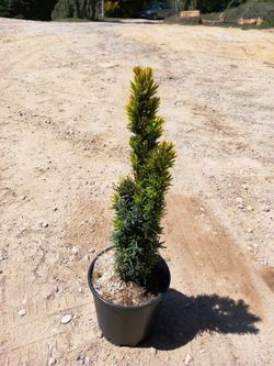 Taxus baccata 'David'