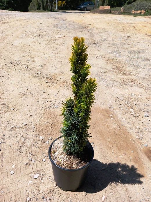Taxus baccata 'David'