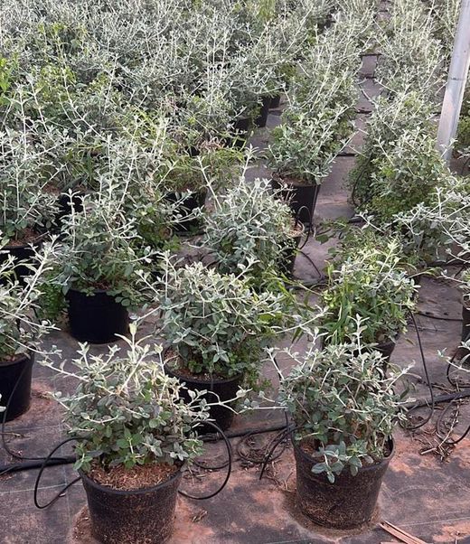 TEUCRIUM FRUCTICANS
