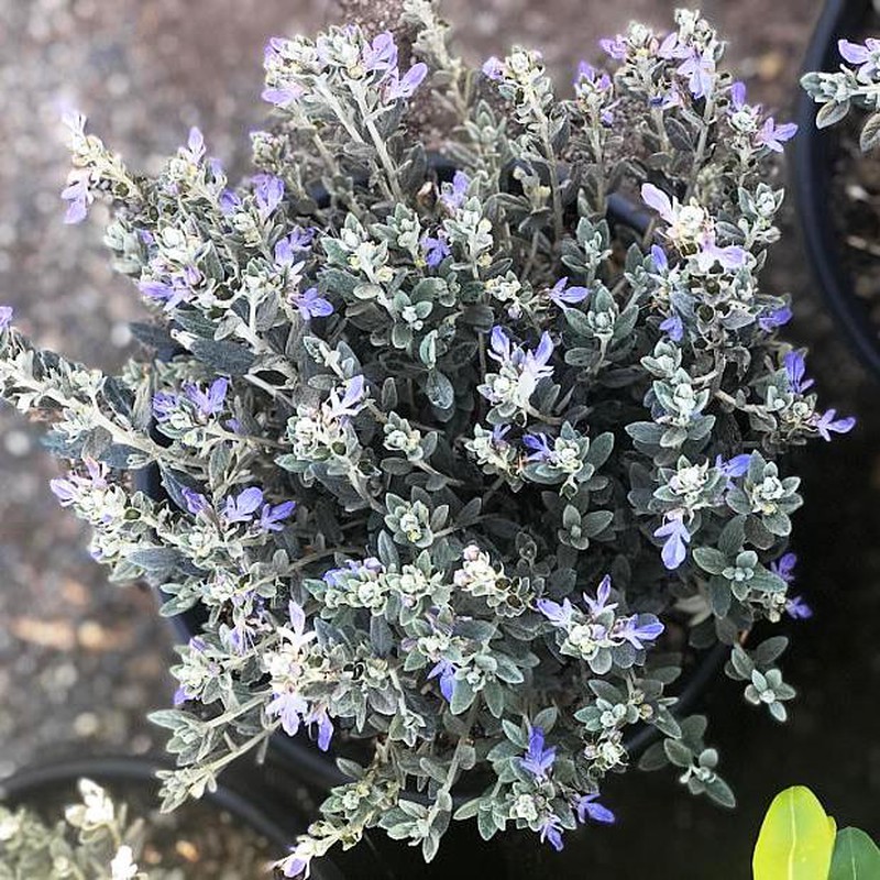 Arbustos Ornamentais Teucrium Fruticans Flores Frescas Online