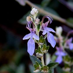 Teucrium Fruticans