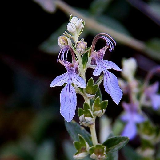 Teucrium Fruticans