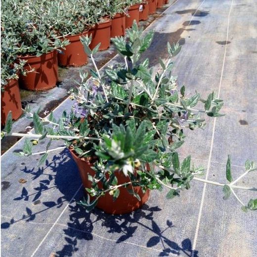 Teucrium Fruticans