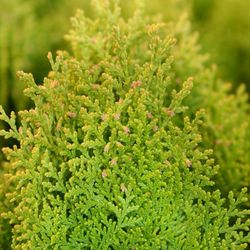 Thuja Aurea Nana