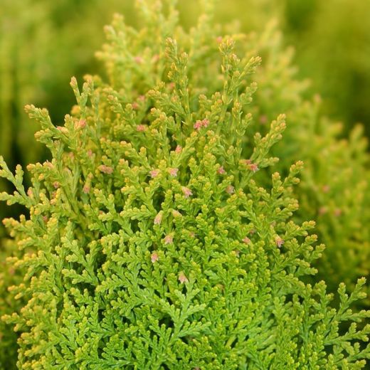 Thuja Aurea Nana